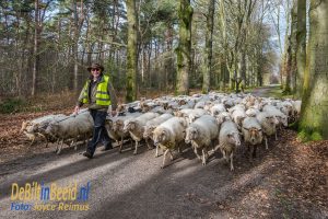 DeBiltinBeeld.nl Schaapskudde in het Leyense bos